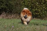 CHOW CHOW 461